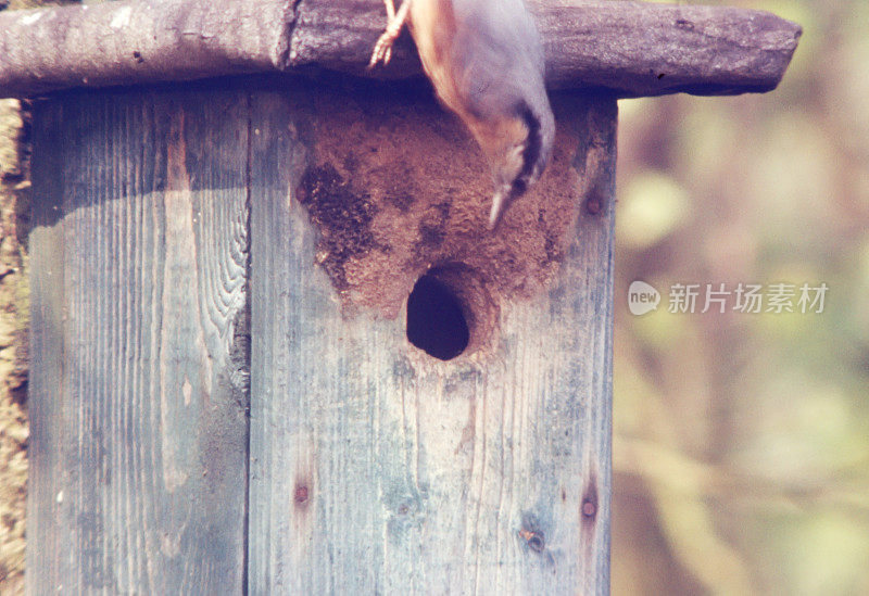 Nest Box设计的欧亚坚果(Sitta europaea)